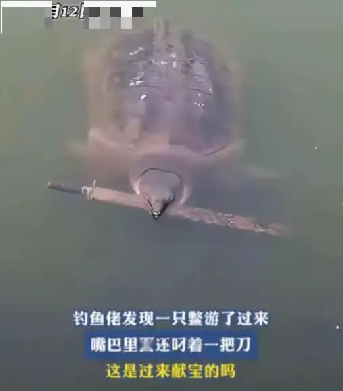 “解释不清了！”湖南一男子，去野外钓鱼时意外碰到一只像鳖又像龟的生物，拍照回去给