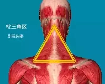 人体10大黄金三角区