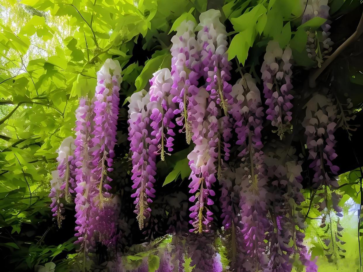 浪漫紫藤花开，美到无边～寻美中国💐寻美河南