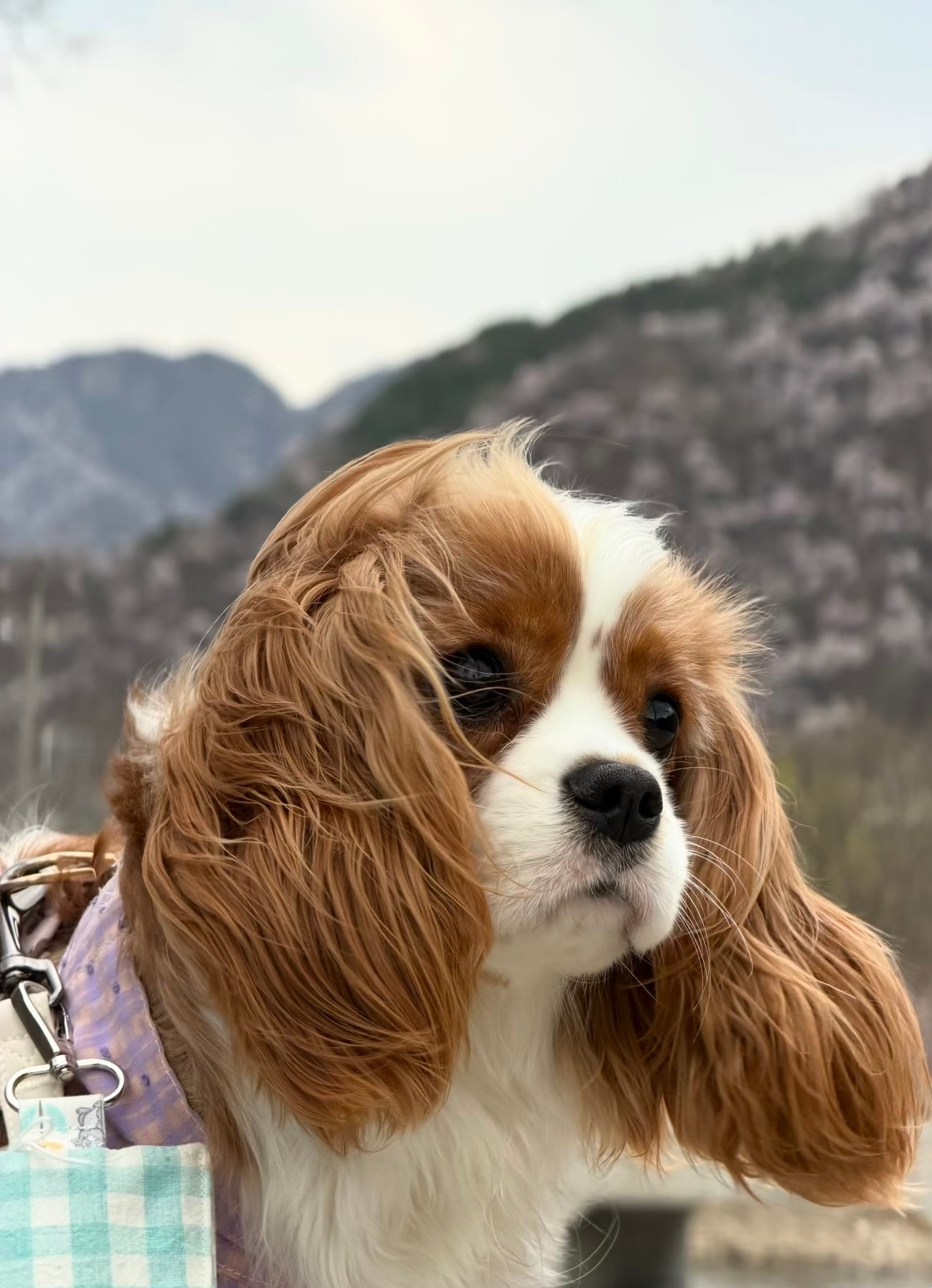 如果忧郁是种天赋