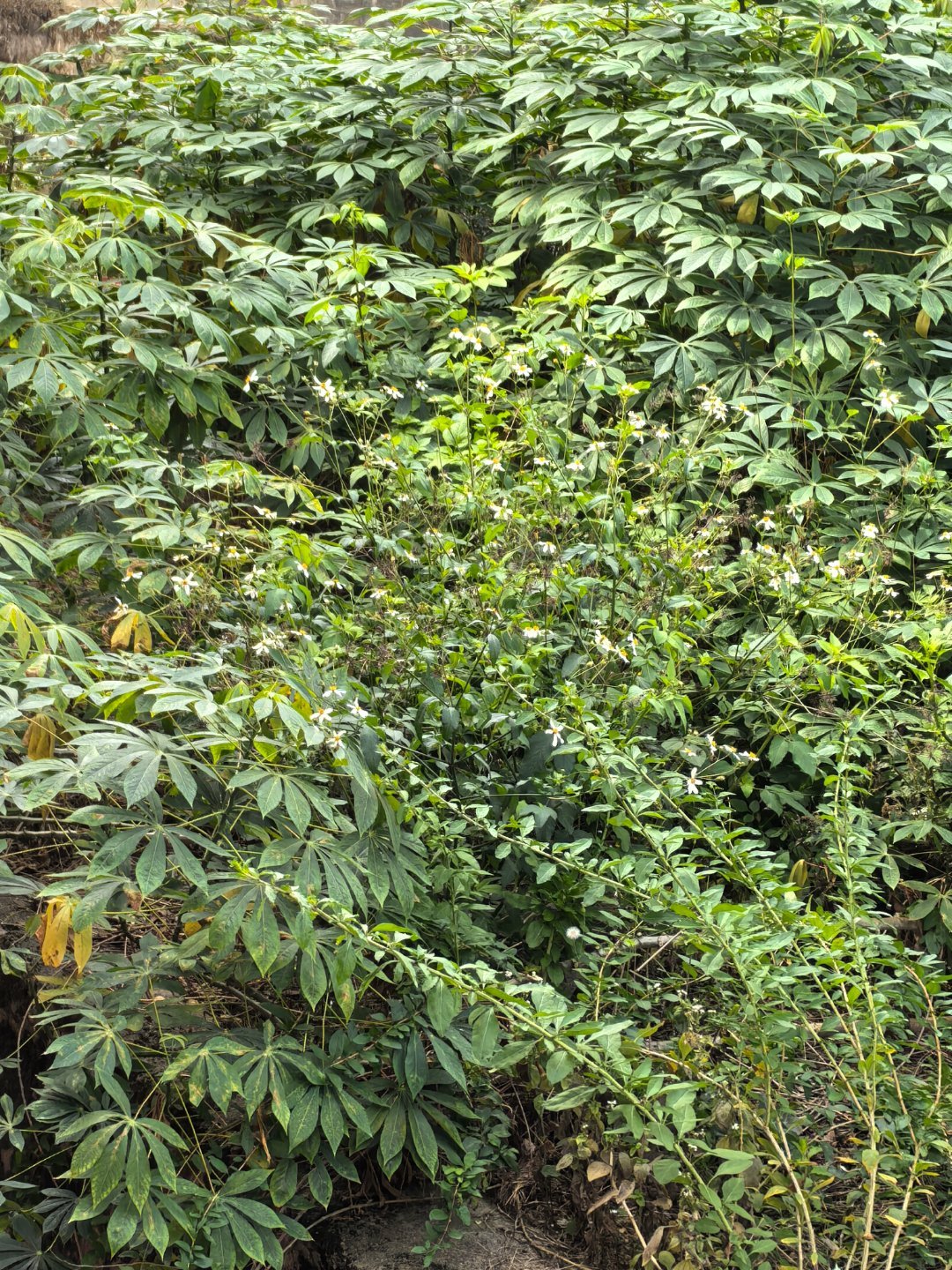 当一小时的farmer累死有人认识这是什么不