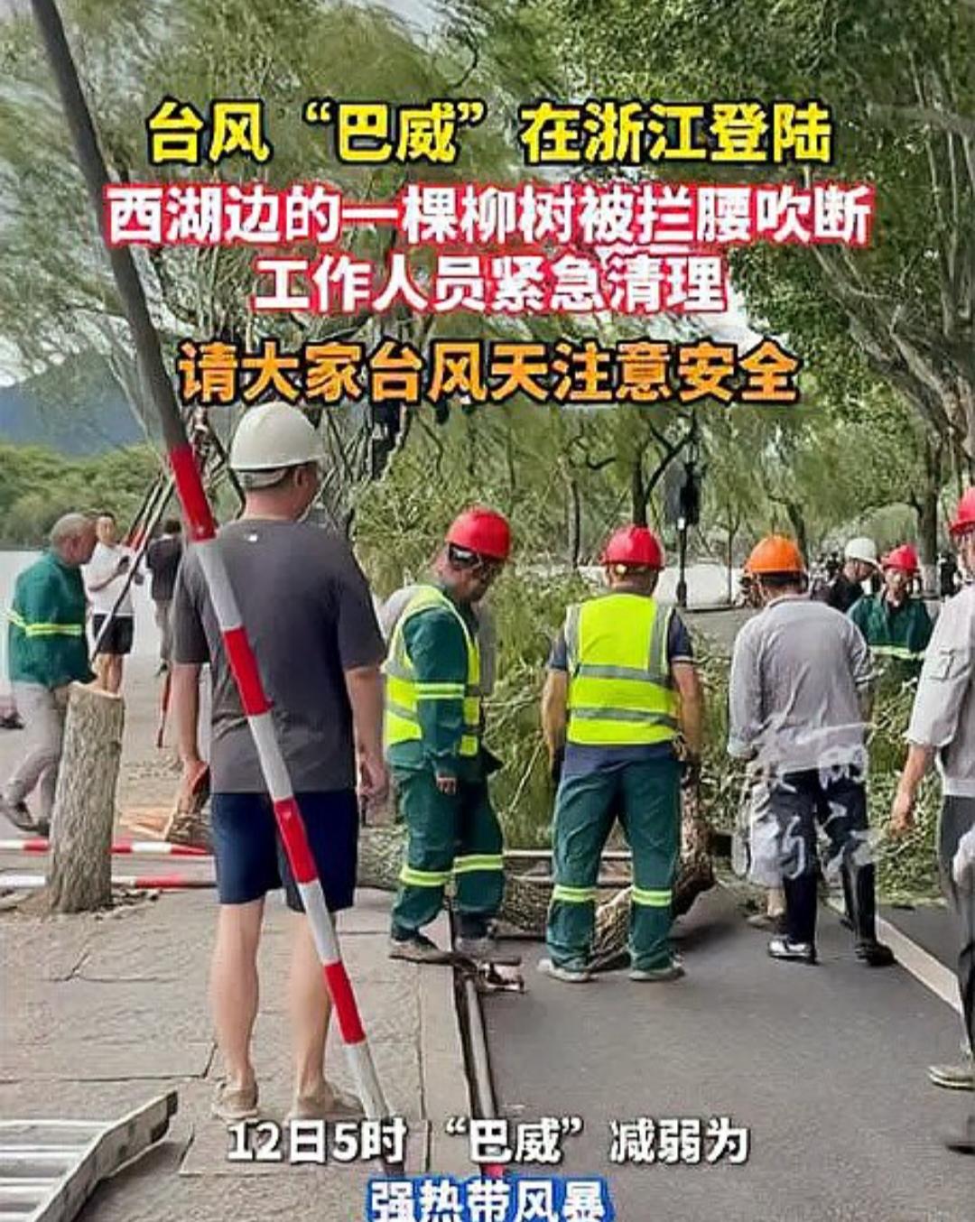 台风“巴威”一夜之间将乐清700多棵大树连根拔起，城市林荫道为何如此脆弱？20