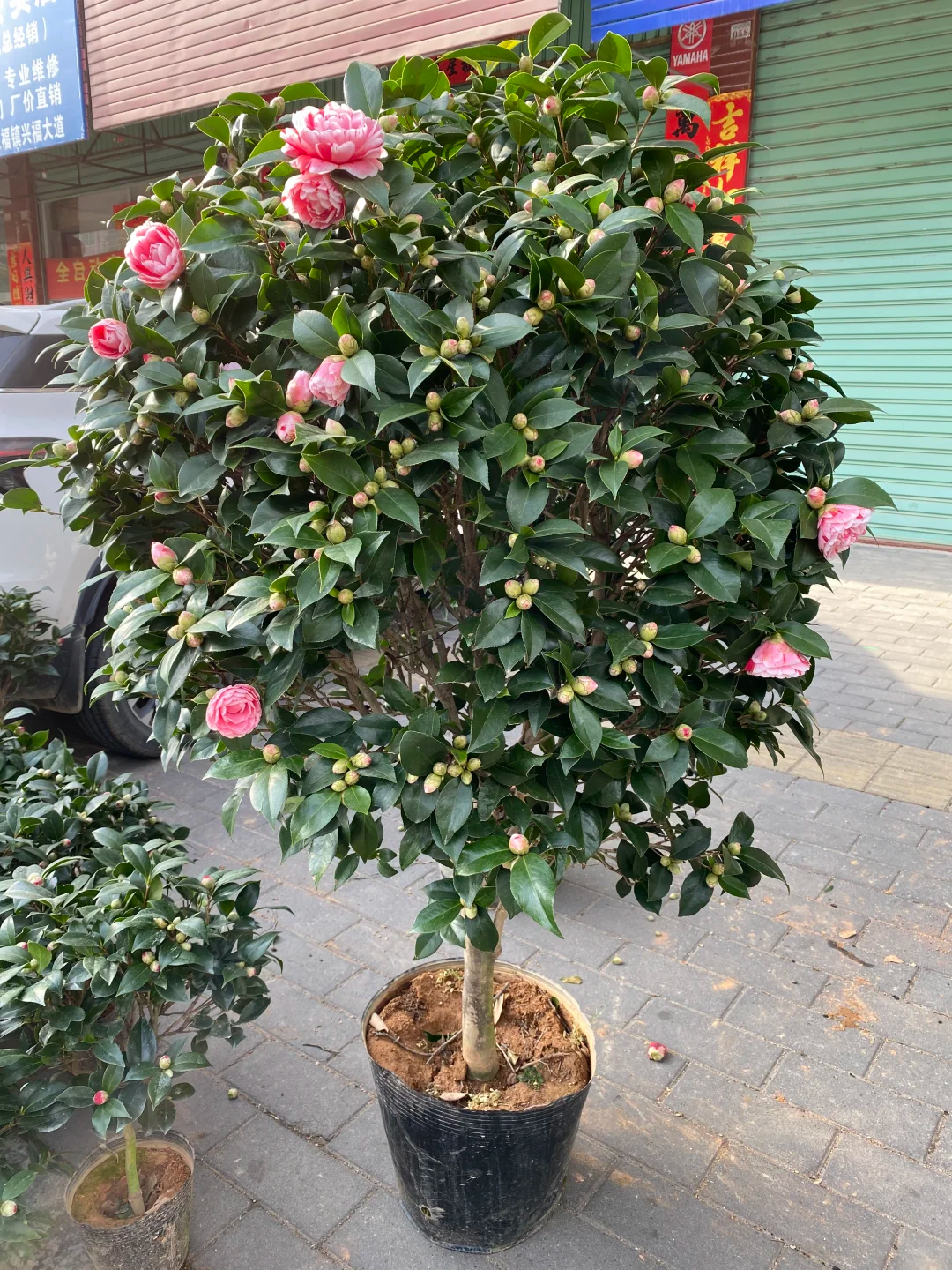 茶花总是黄叶掉苞？掌握这几个养护细节，叶片油绿四季开花