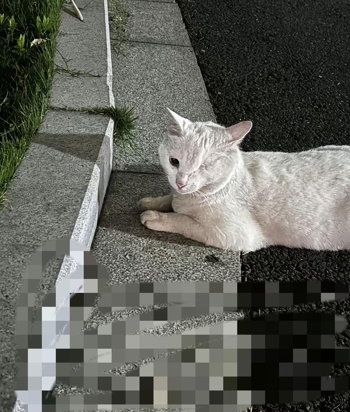 真的看完心里一阵发酸，好好的猫咪在外流浪一个月，回来却永远失去了一只眼睛。