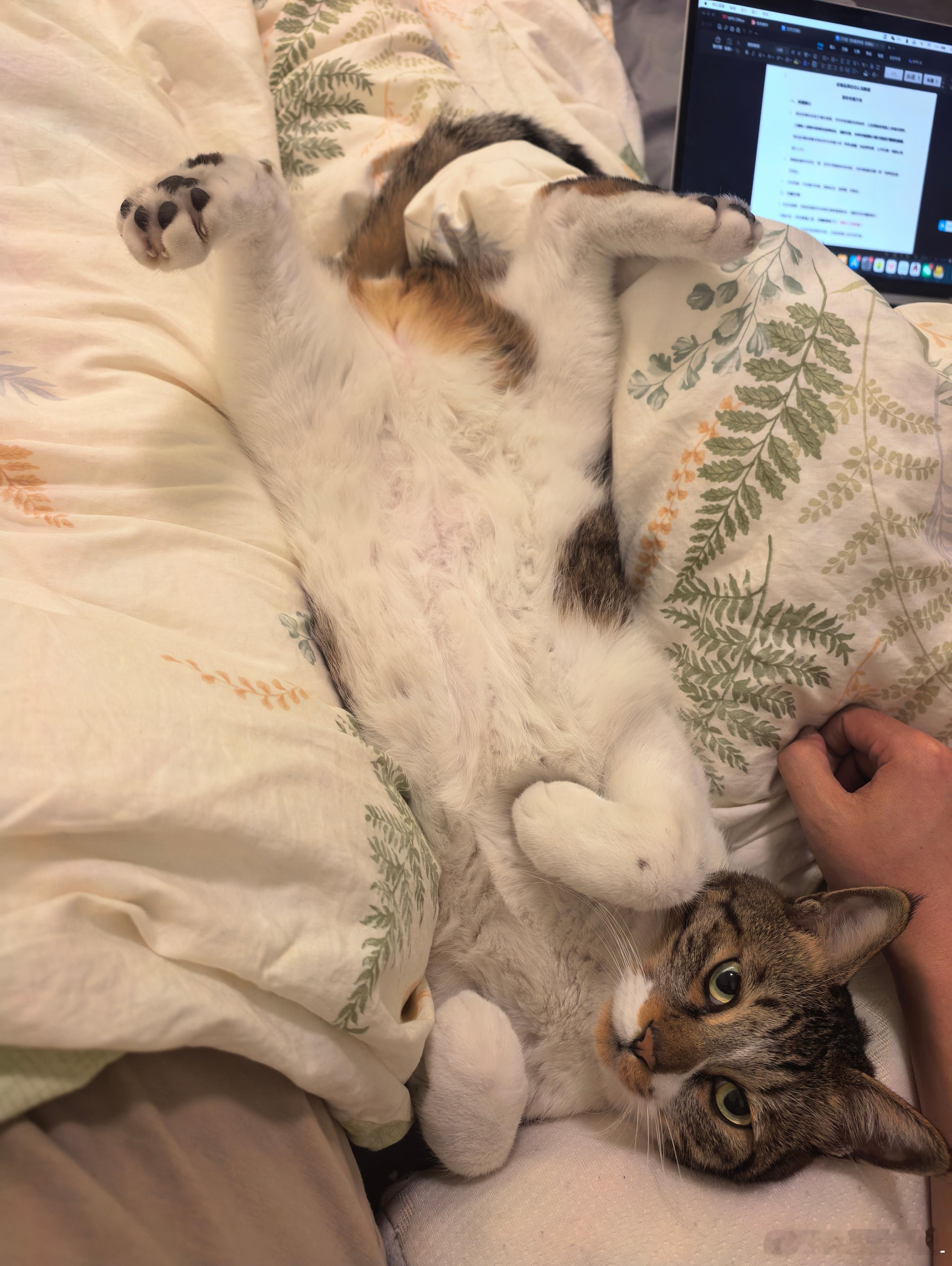 天冷了。没有什么是比有一只粘人的小猫咪躺在身边更幸福了。