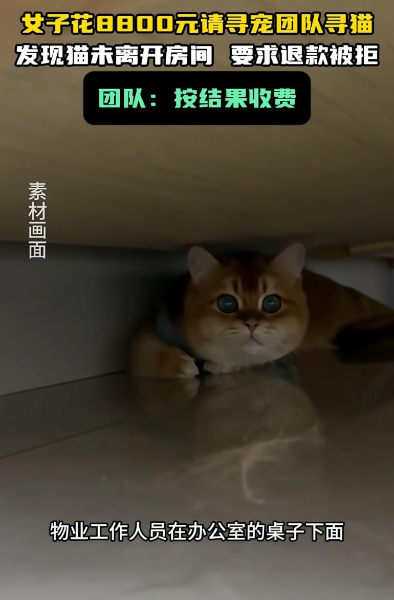 找个猫都要花8800元！女子花8800元寻猫，寻宠队从办公室逐层找起，及周边区