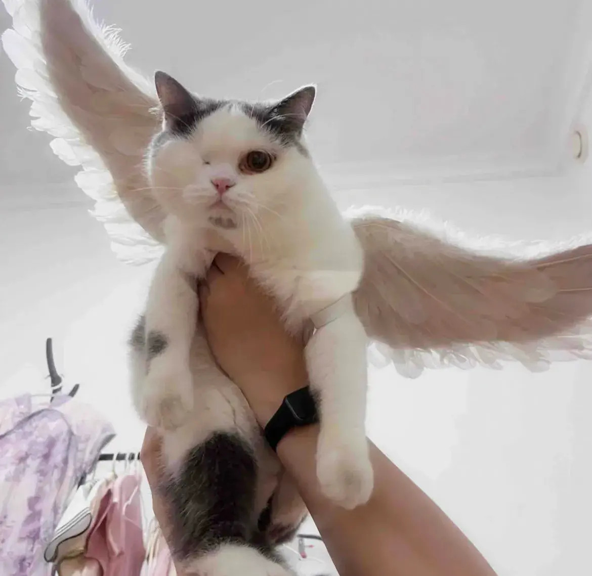 那些被伤害过的猫咪。救助流浪动物多年，见过太多太多被伤害的毛孩子，它们大多是缺少