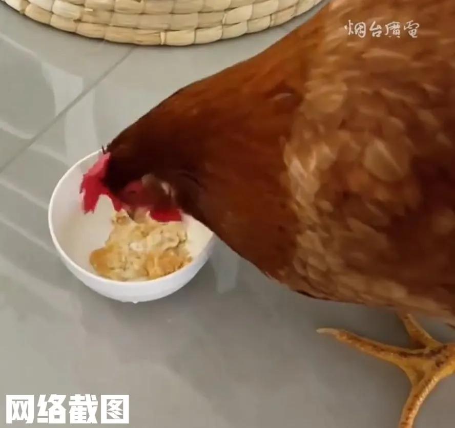 山东青岛有女子超市买酸奶。让女子没想到还赠送小鸡仔。于是女子便带回家饲养