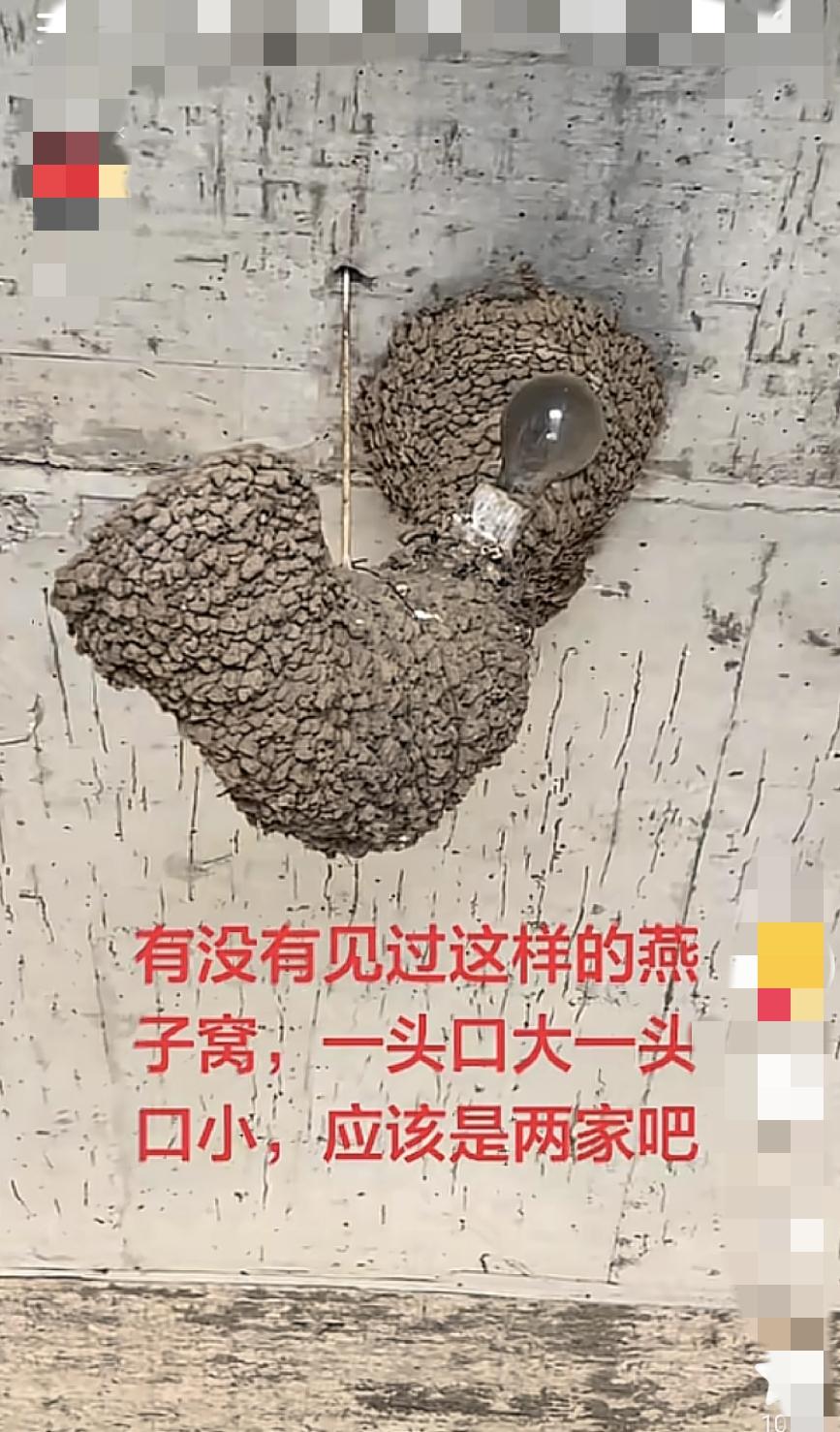 我感觉这个燕子窝有1米多高，磊这么大燕子窝，燕子有啥意义啊？能住能下蛋就行了呗