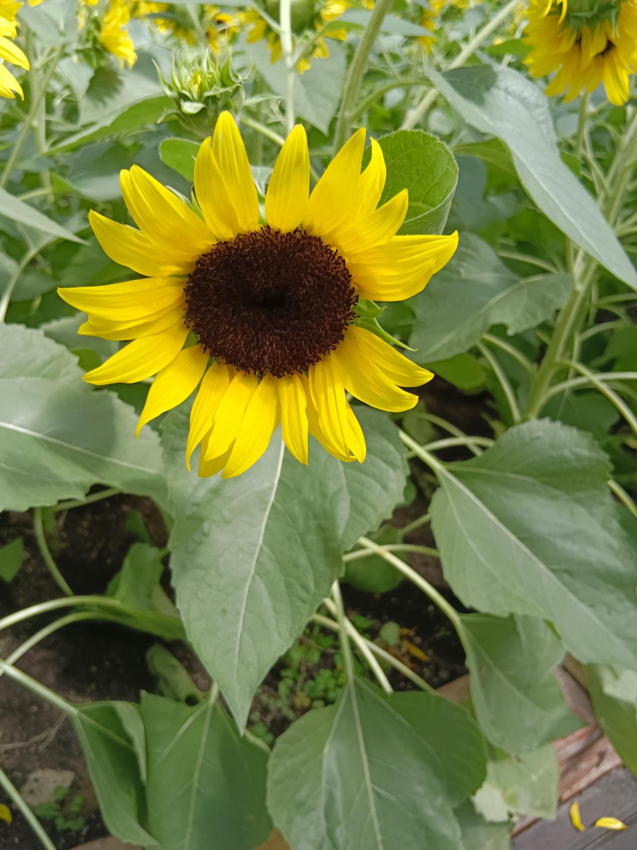其实，最好的生活，是于热闹中守本心，于独处中见天地。既能风风火火奔赴热爱