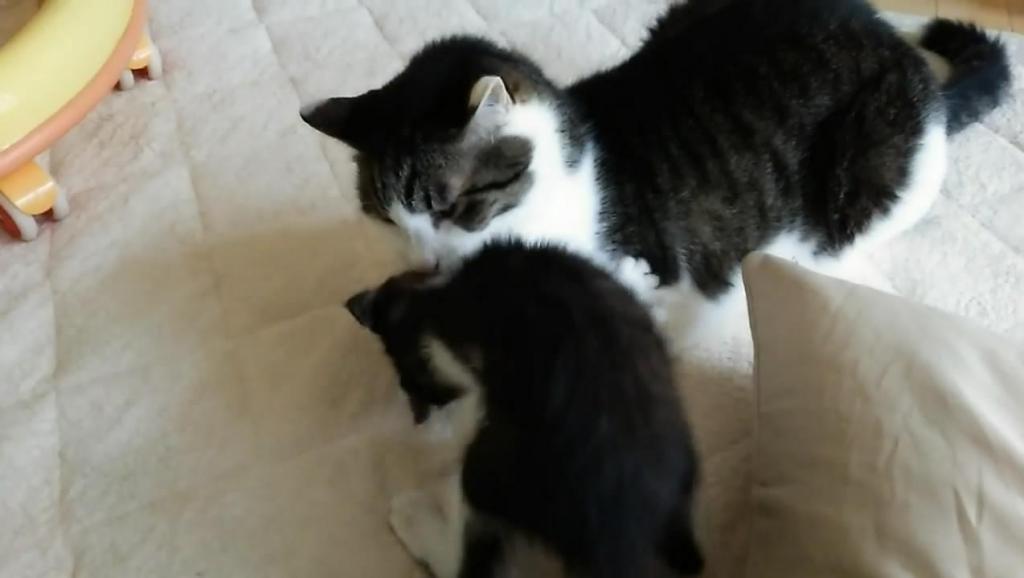 瘫睡在床上的喵星人! 不管你怎么调戏都会恢复