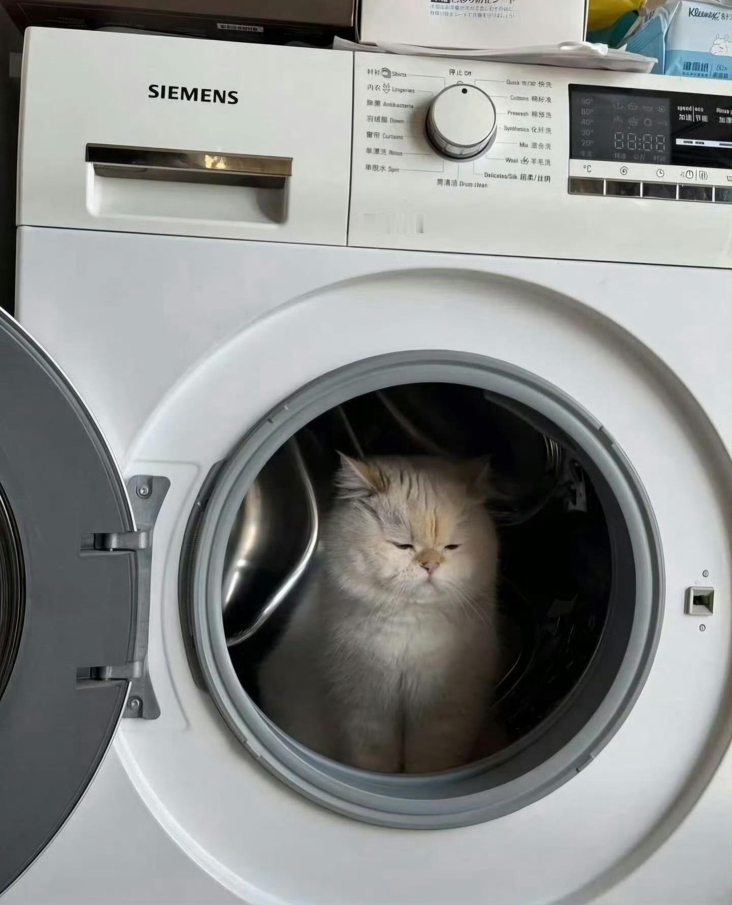 猫咪：今天晚上我睡这里了🙁