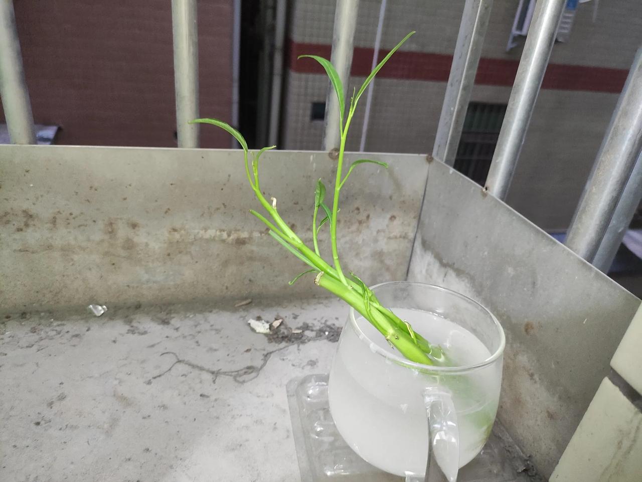 种菜我真的成功了