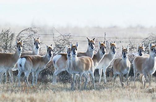 每年冬季，上万只黄羊从蒙古“偷渡”到内蒙古，让当地牧民苦不堪言，因为这么多黄羊是