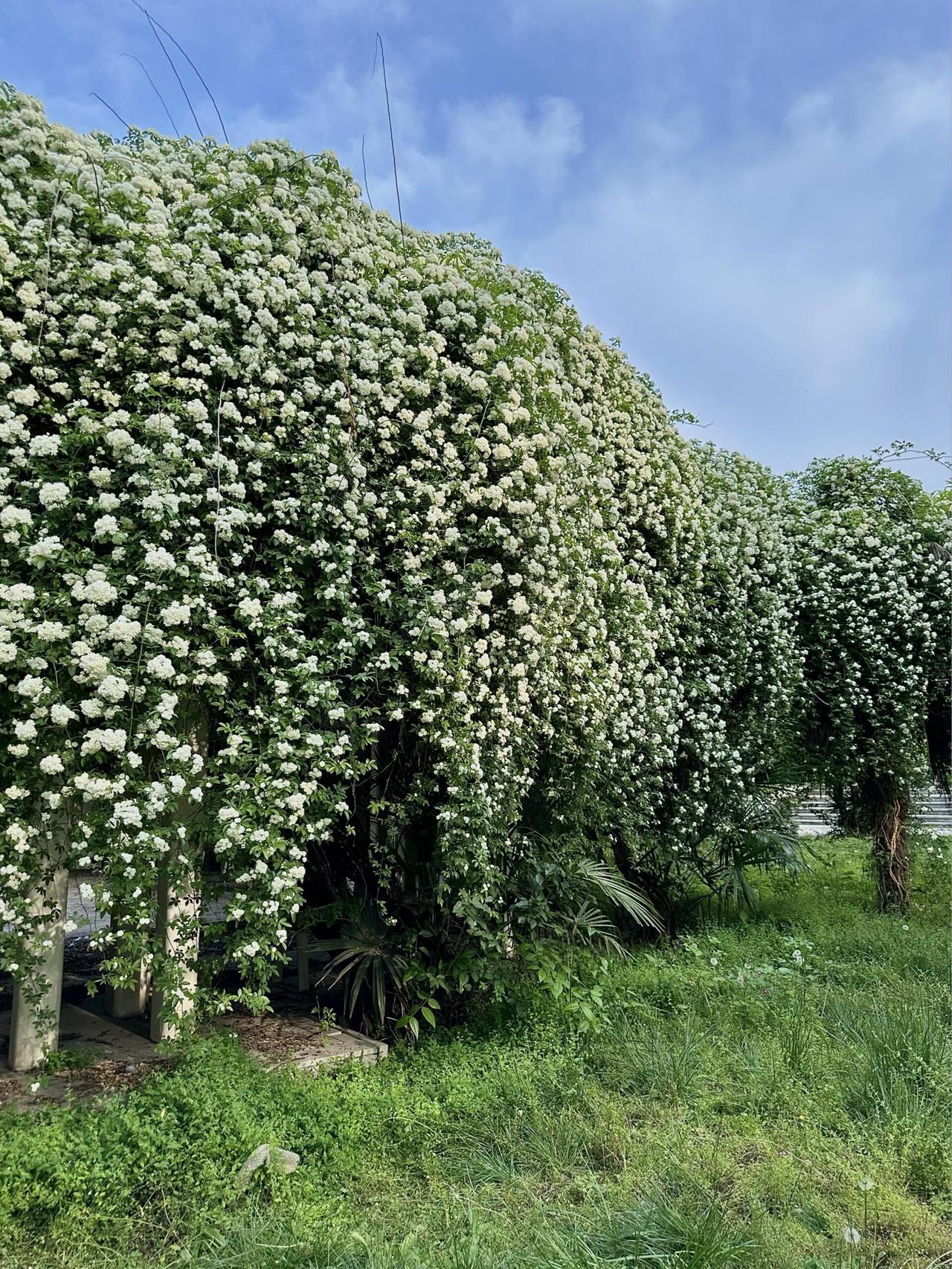 曲江木香花瀑布未到跟前，香气先来了。这香不是扑面而来的那种，是丝丝缕缕地