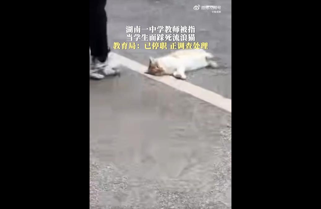 12月10日，湖南邵阳县二中有位体育老师，因为自家娃逗校园里的胖橘猫被咬伤