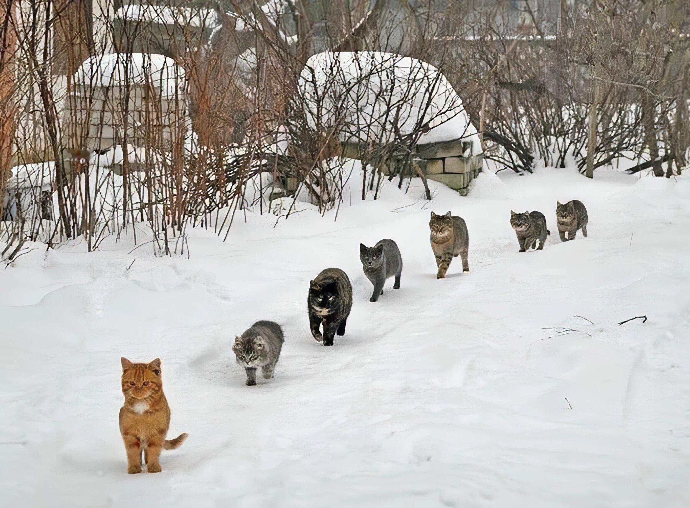 回村后已经和村里的猫混熟了小橘：大哥，猫我已经都带来了，您安排