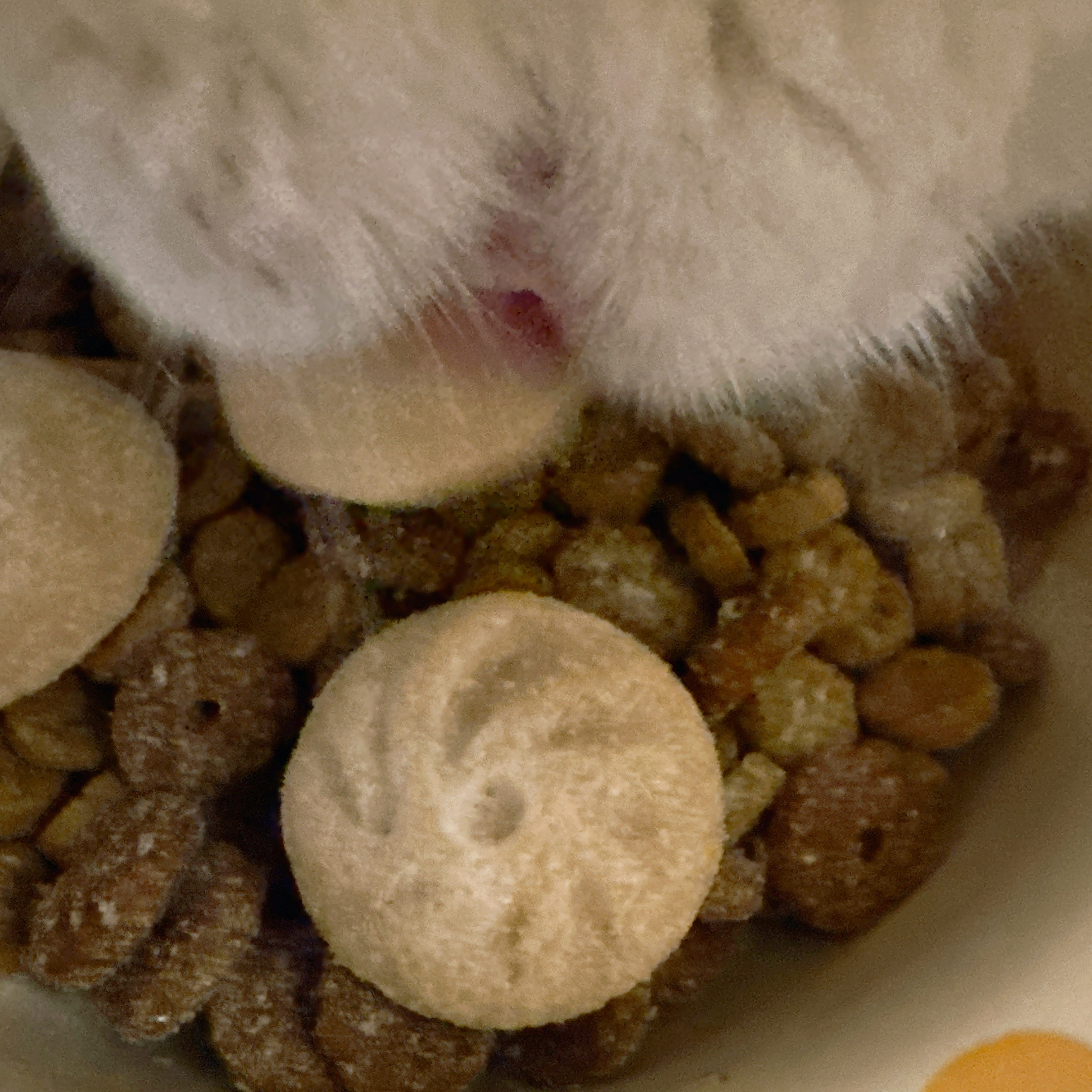现在的猫粮也是越来越会招人喜欢了早起给猫咪拆了新的主食冻干发现竟然是小包子样然