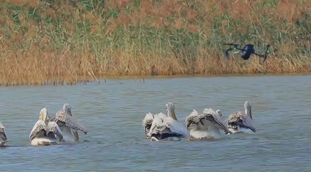 媒体: 撞落大雁! 无人机不能飞过生态保护红线