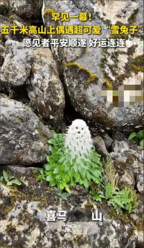 火到央视了！西藏喜马拉雅山，一男子爬到海拔5000米的地方，看到了一株罕见的“雪