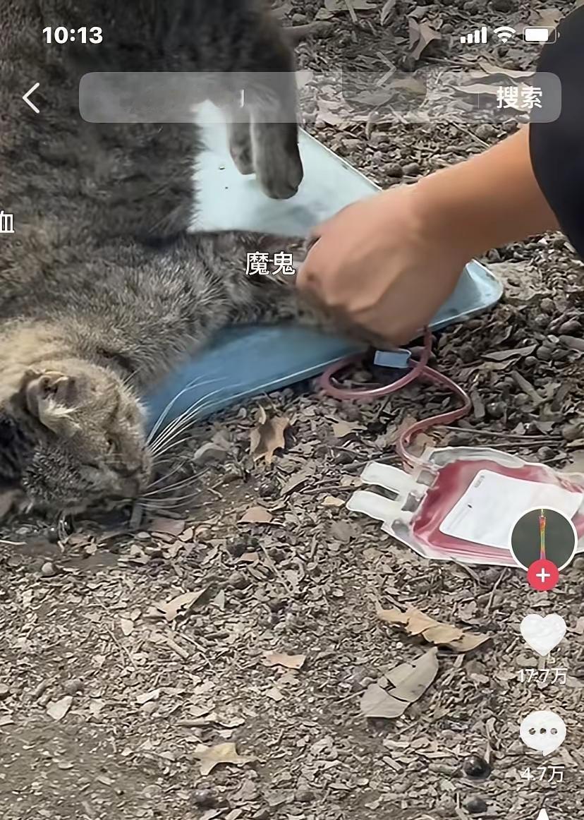 为了挣钱不择手段，将没人要的流浪猫抽血卖钱，一次一只猫真接抽净，抽净了血的猫被扔