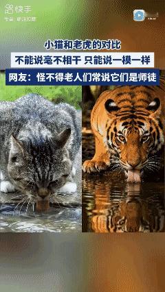 这俩货会不会是同一个祖宗？[？？？]