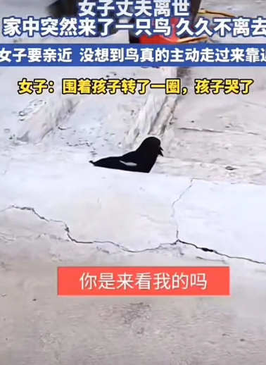“这下彻底解释不清楚了！”山东，女子丈夫离世，家中突然来了一只鸟，久久不离去！更