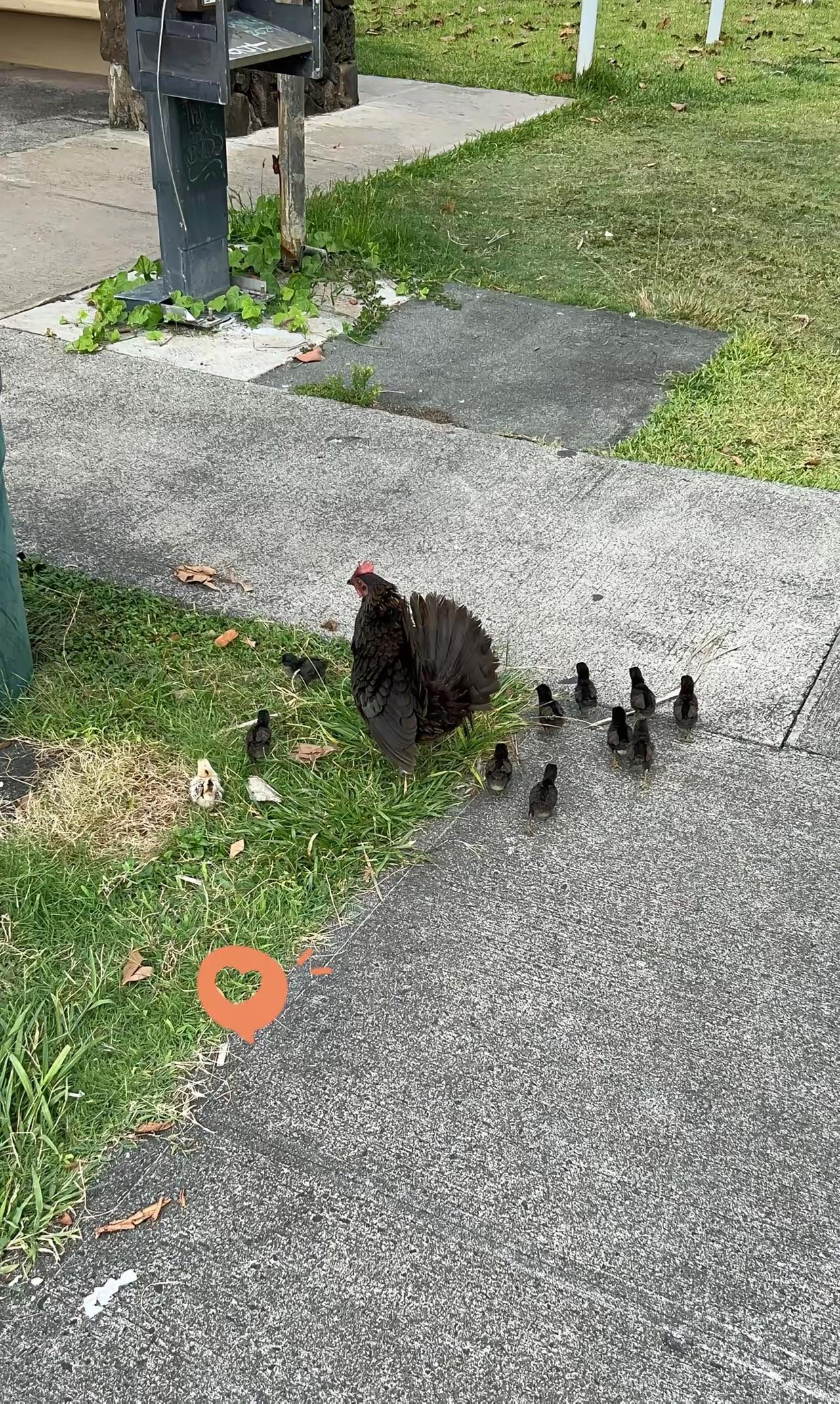 夏威夷现在鸡泛滥成灾了。起因是多年前飓风毁了鸡舍，家鸡逃出去和当地红原鸡杂交。这