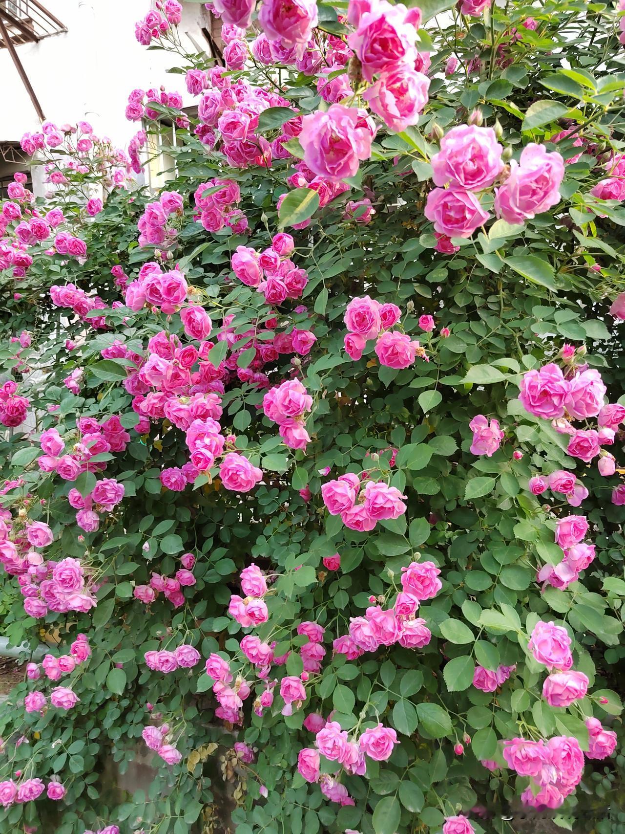 我刚刚退休，退休工资是1090元。我的退休金低，但我特别要面子，烦别人问我退休