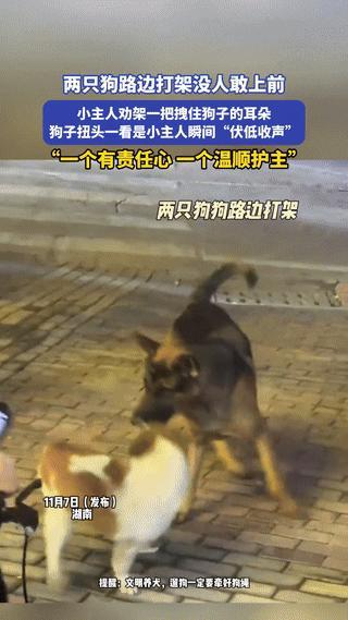 这才是好狗！湖南，两只狗在路边打架，周围围满了吃瓜群众，但无一人敢上前劝架。不料