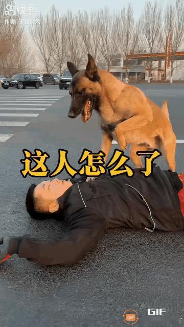 主人倒在马路上不停抽搐，狗狗急坏了，一边呜咽着朝路人求救，一边急得绕着主人来回打
