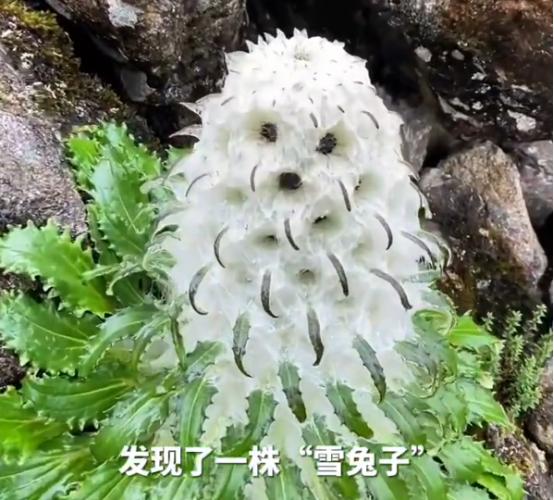 “火到央视了！”海拔5000米偶遇一株雪兔子，毛茸茸像只小狗，可真正珍贵的远不只