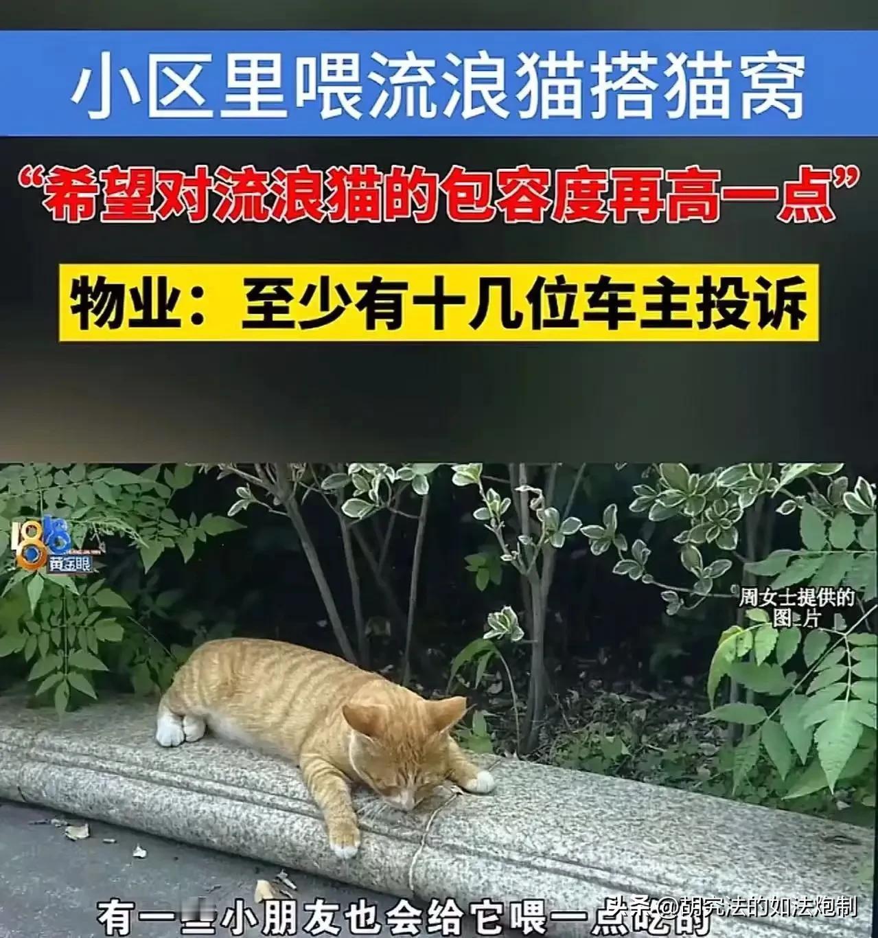 浙江宁波，女子见小区里有不少流浪猫，感觉它们可怜，经常投喂它们。又见天气越来越冷