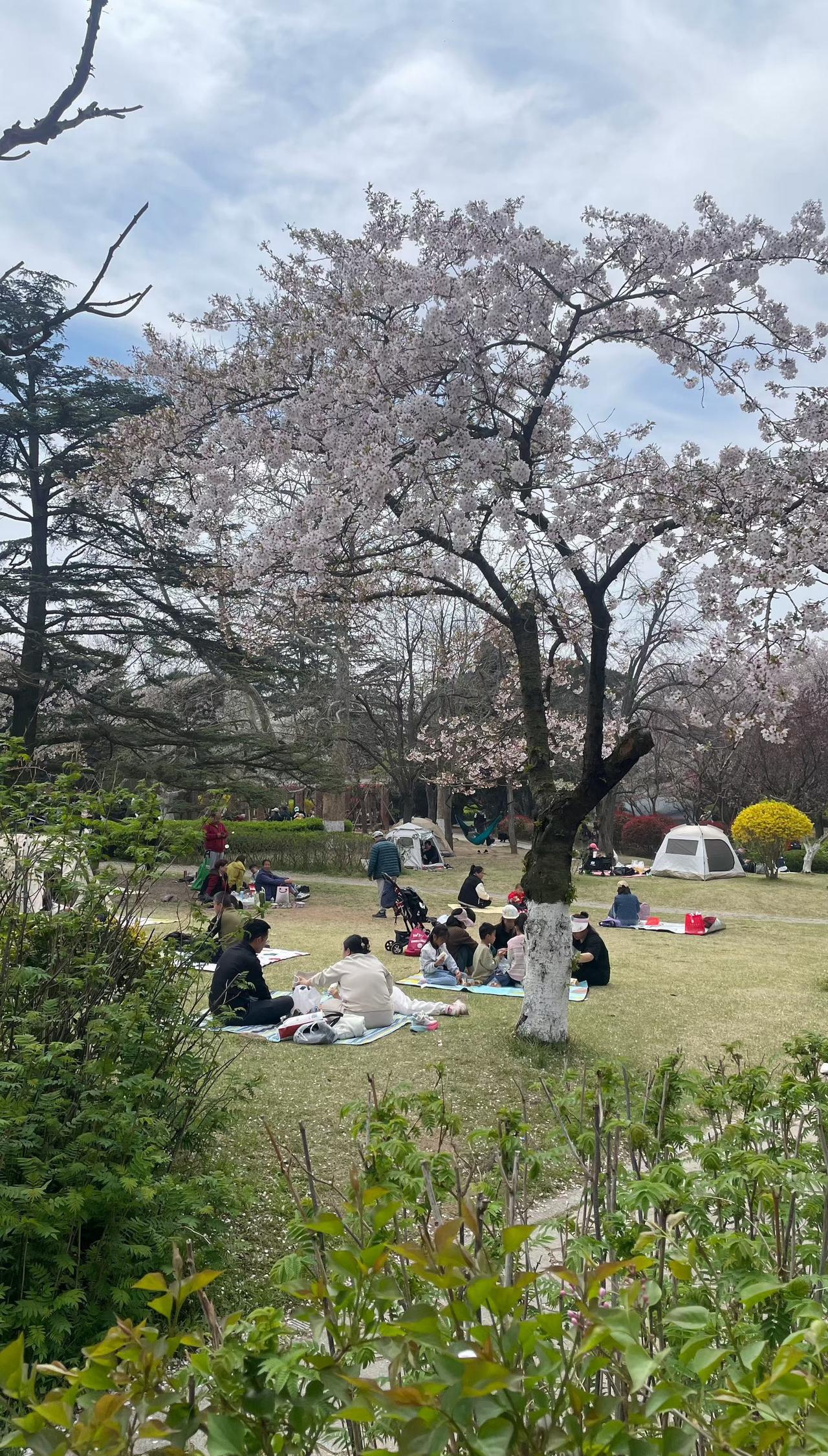 青岛天气真好春天的浪漫是花花给的​​​