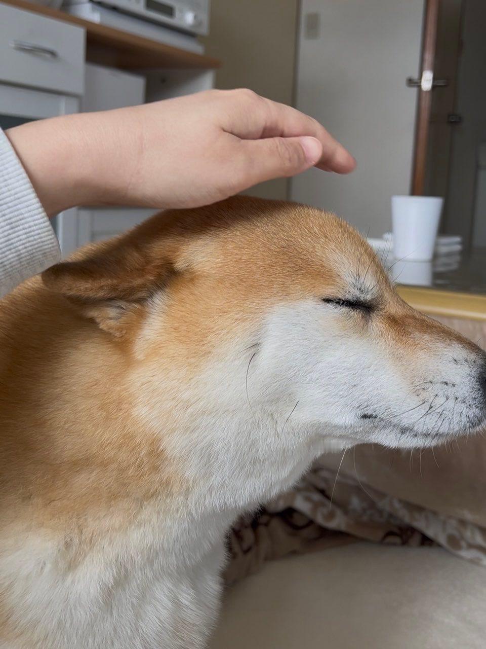 准备好被摸的狗狗