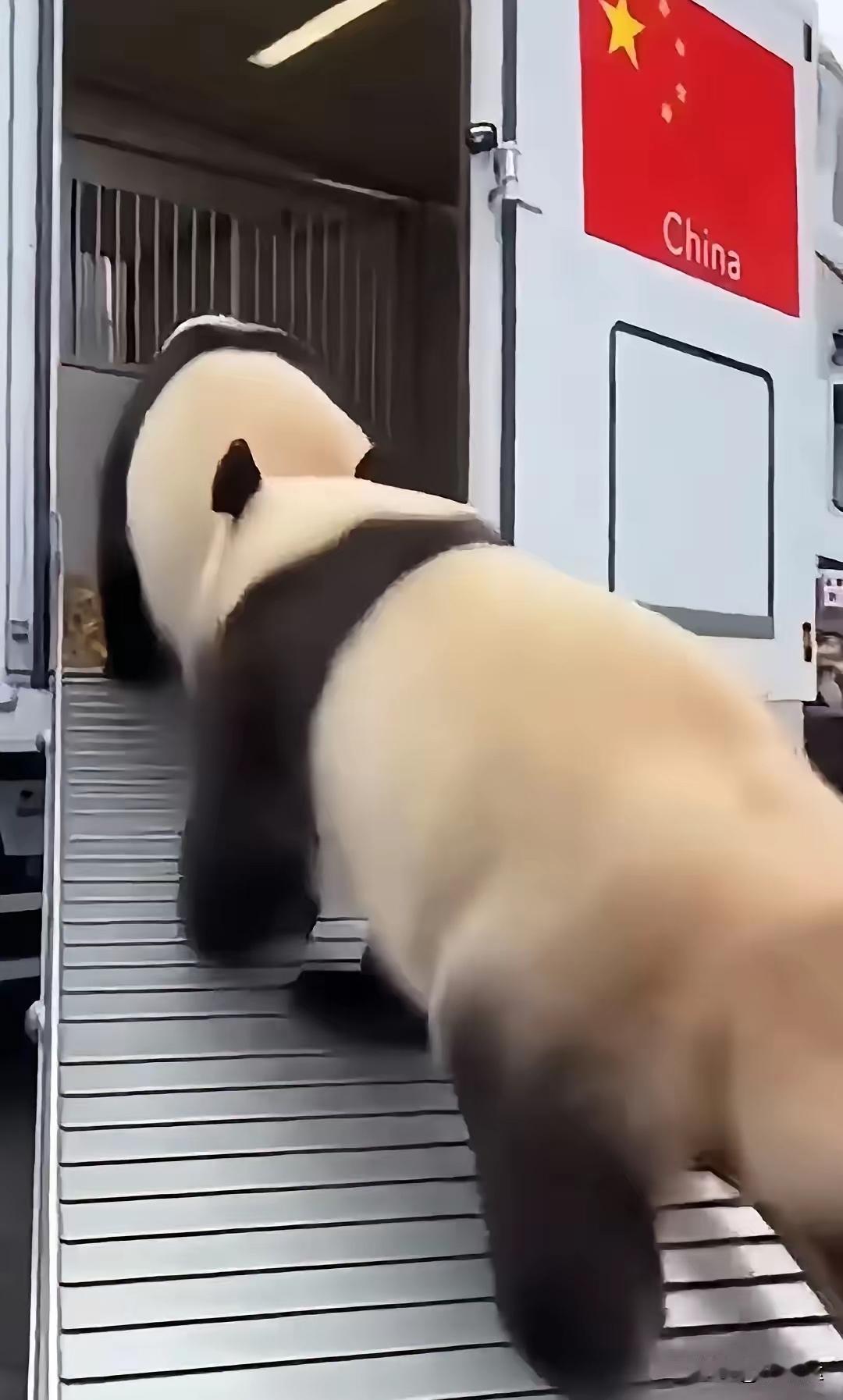 我敢说这是我见过最有骨气，最潇洒的熊猫了，这大熊猫回国的直播回放，看着看着就