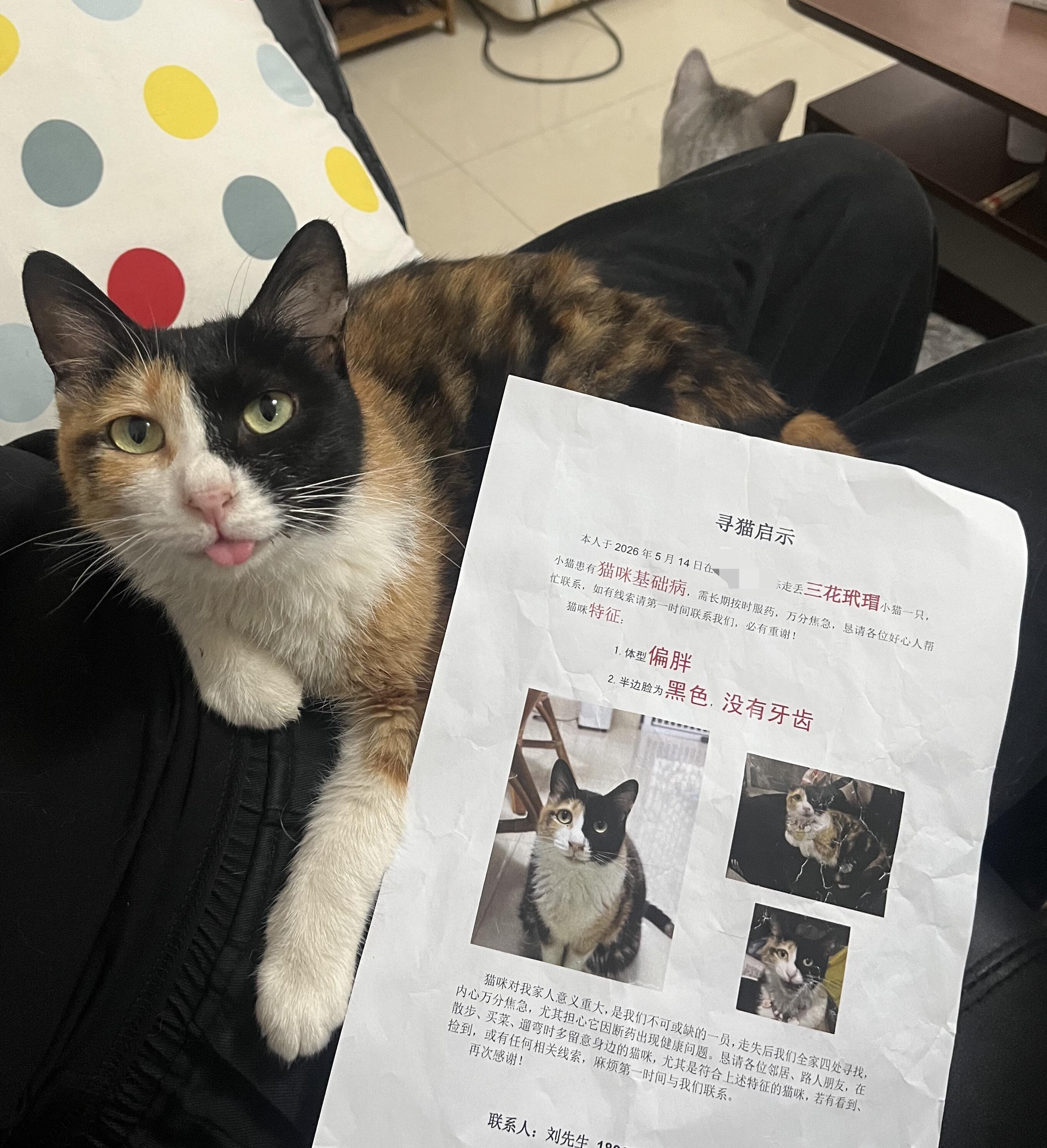 主人刚打印好寻猫启事猫猫就回来了