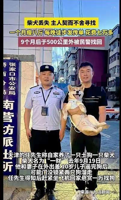 柴犬走丢九个月，主人花七万跑500公里，团圆一刻泪崩了柴犬走失九个月，七万寻