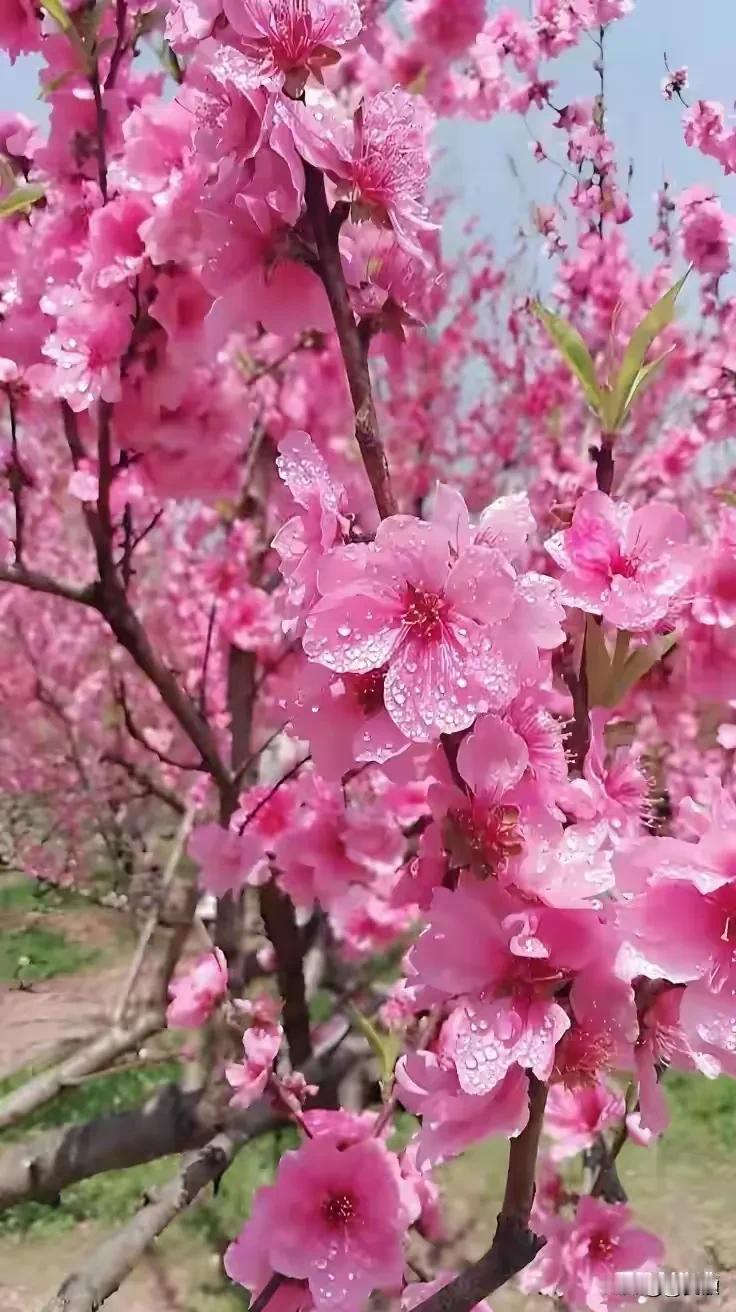 上联:九月秋意赋诗韵下联:三春桃香入梦萦横批:诗画春秋