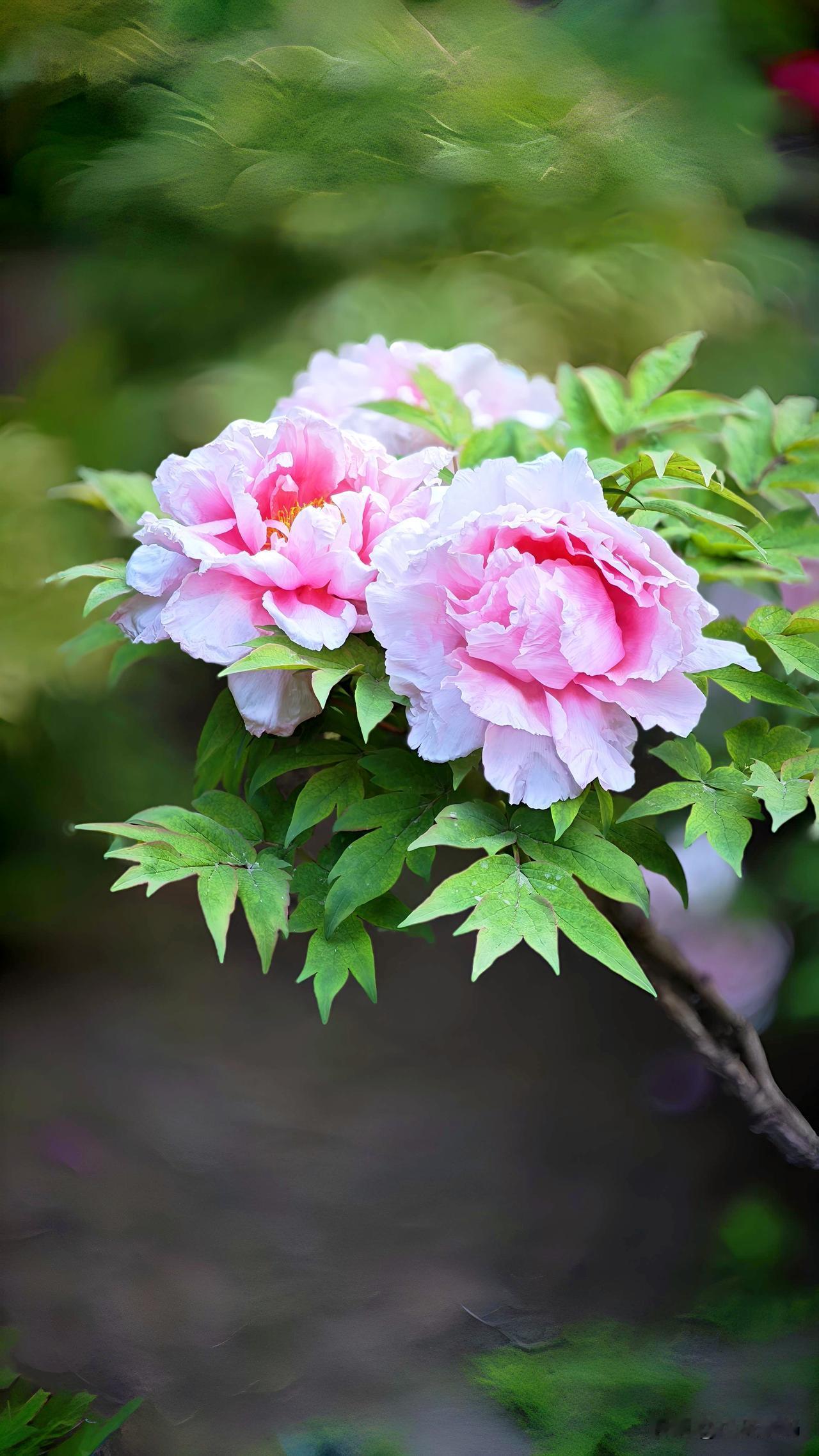 分享一张你相册里的花草照片百花之王牡丹盛宴就要落幕了，留下这美丽的瞬间！