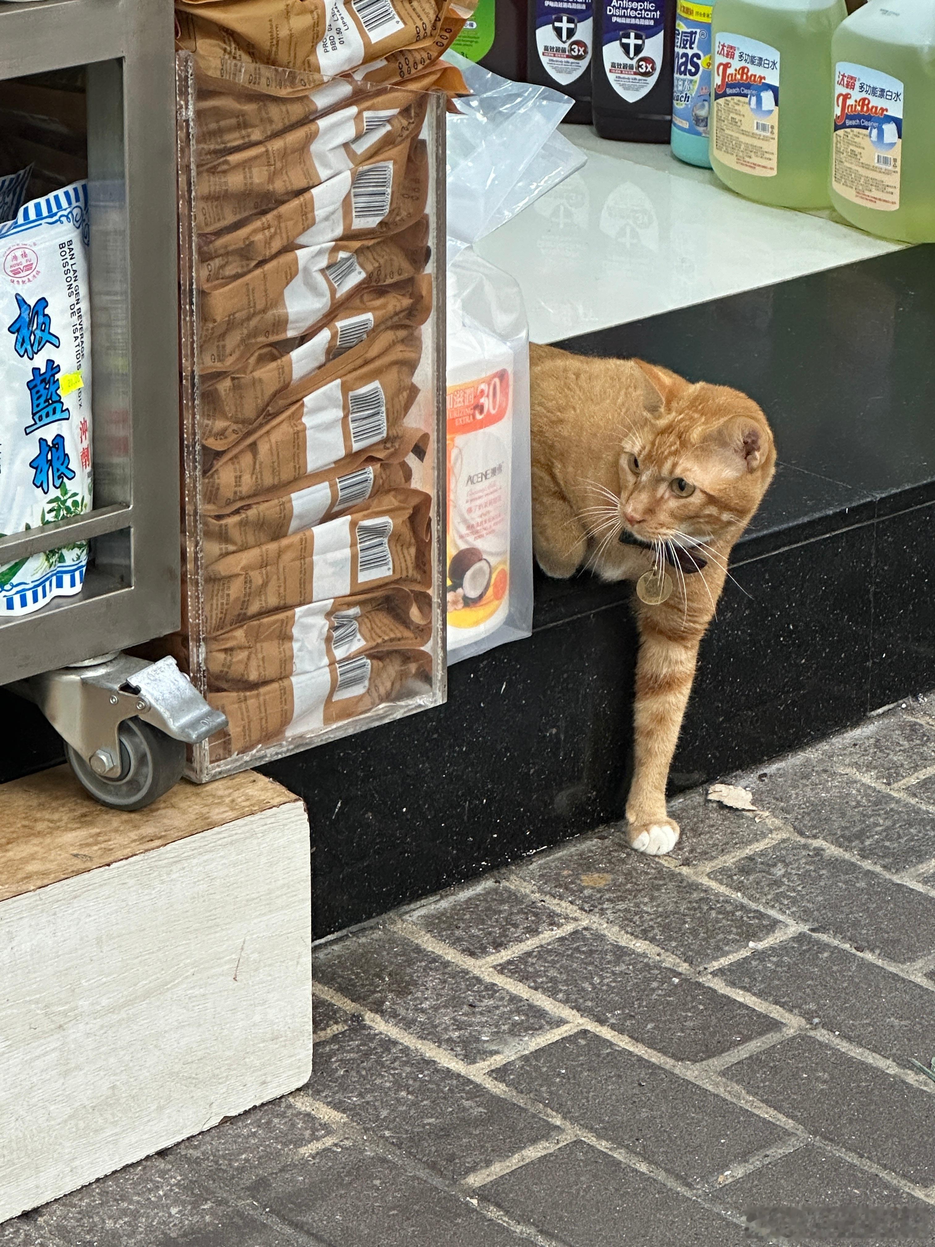 🐱好奇[・ヘ・?]机警可爱喵