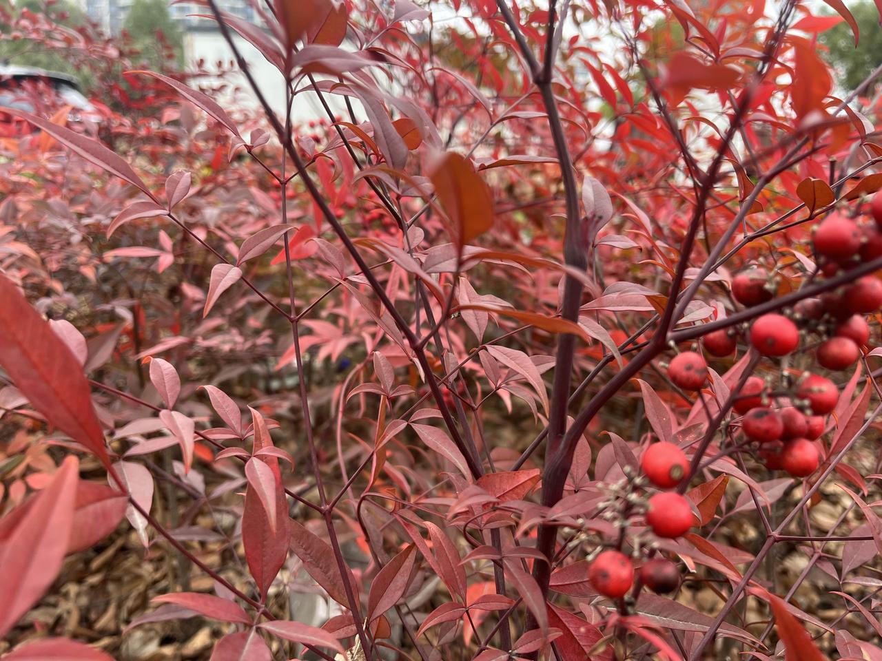 人到中年才算懂！养生先养心，执念越少身体越安稳人上了年纪，慢慢就活通透了。