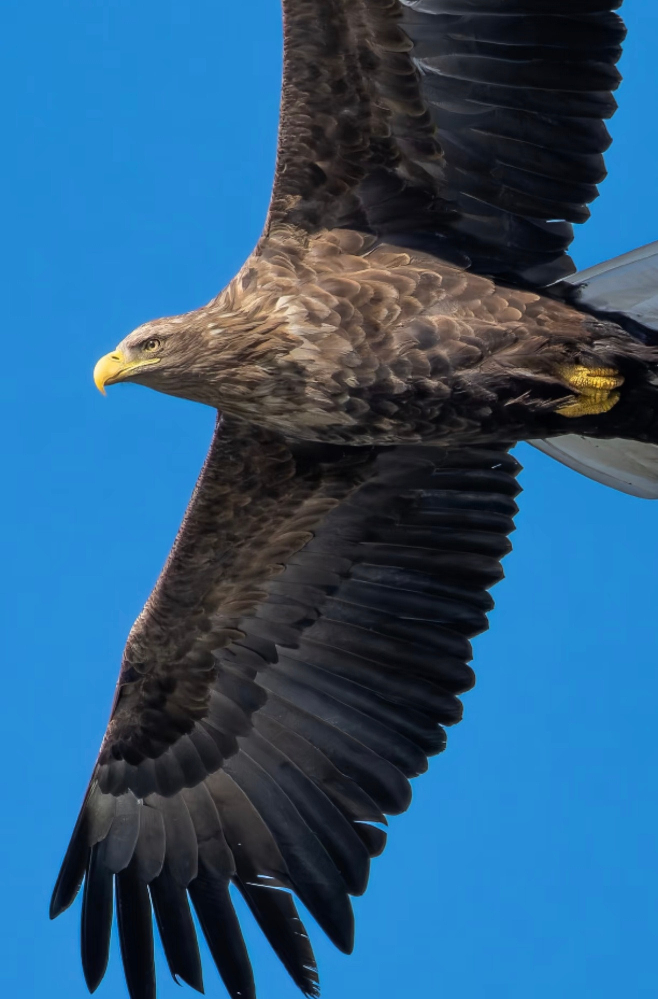 最近喜欢上这些东西了姿态真漂亮，想养一只，可惜国二
