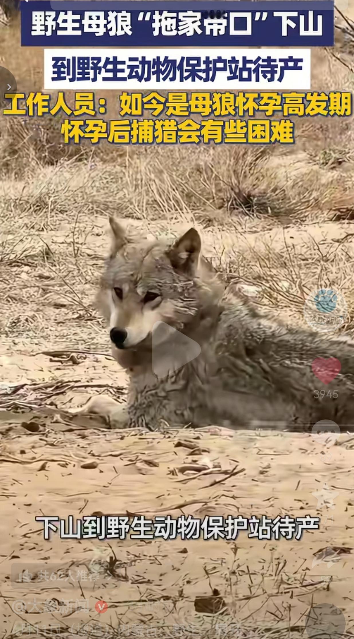 这才是人与自然双向奔赴的天花板！内蒙古一只野生母狼，大着肚子拖家带口，主动跑到野