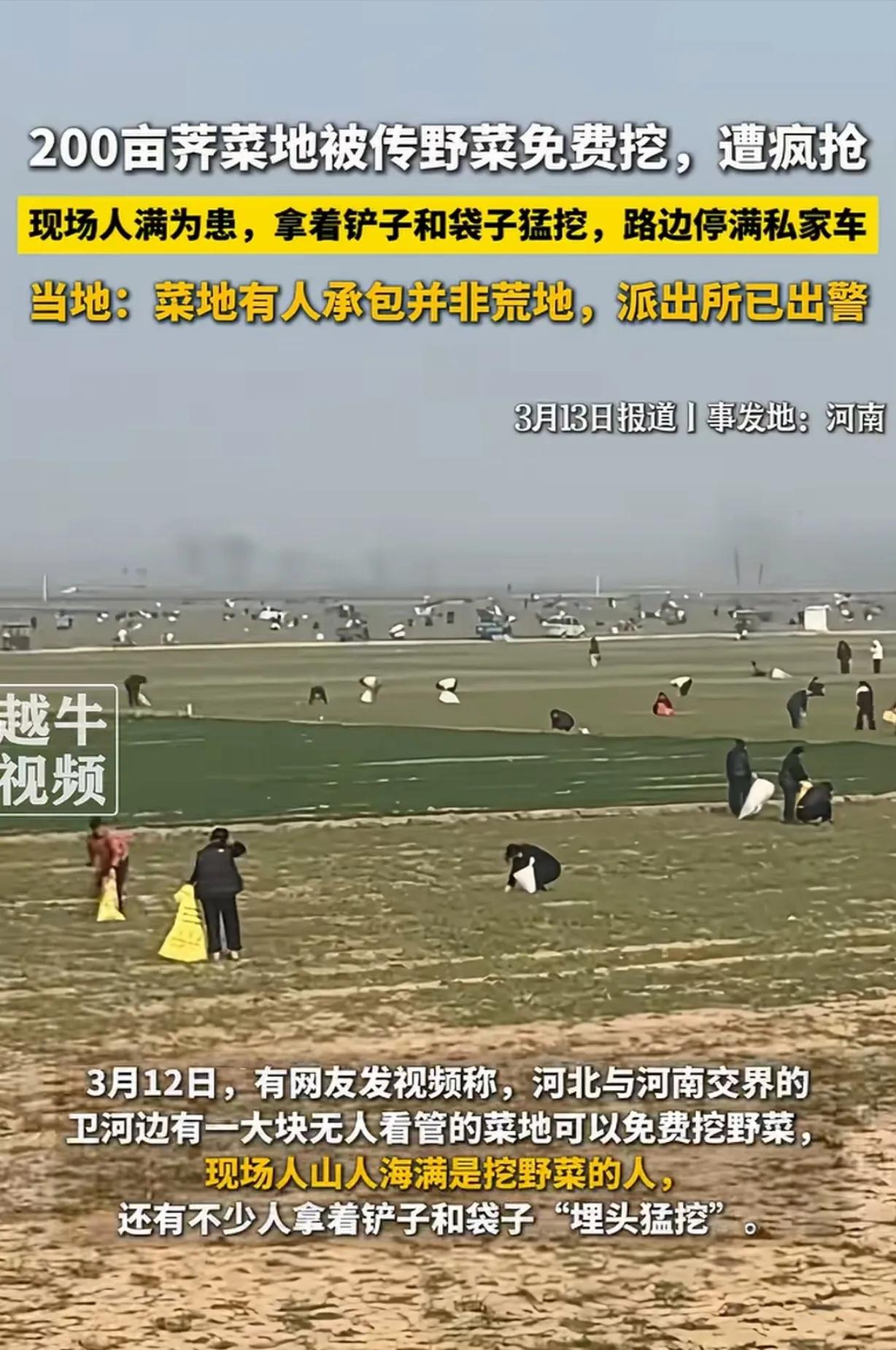 “太坏了！几万人冲到我家地里挖荠菜，200亩全毁了！”河南农户当场崩溃，造谣者一