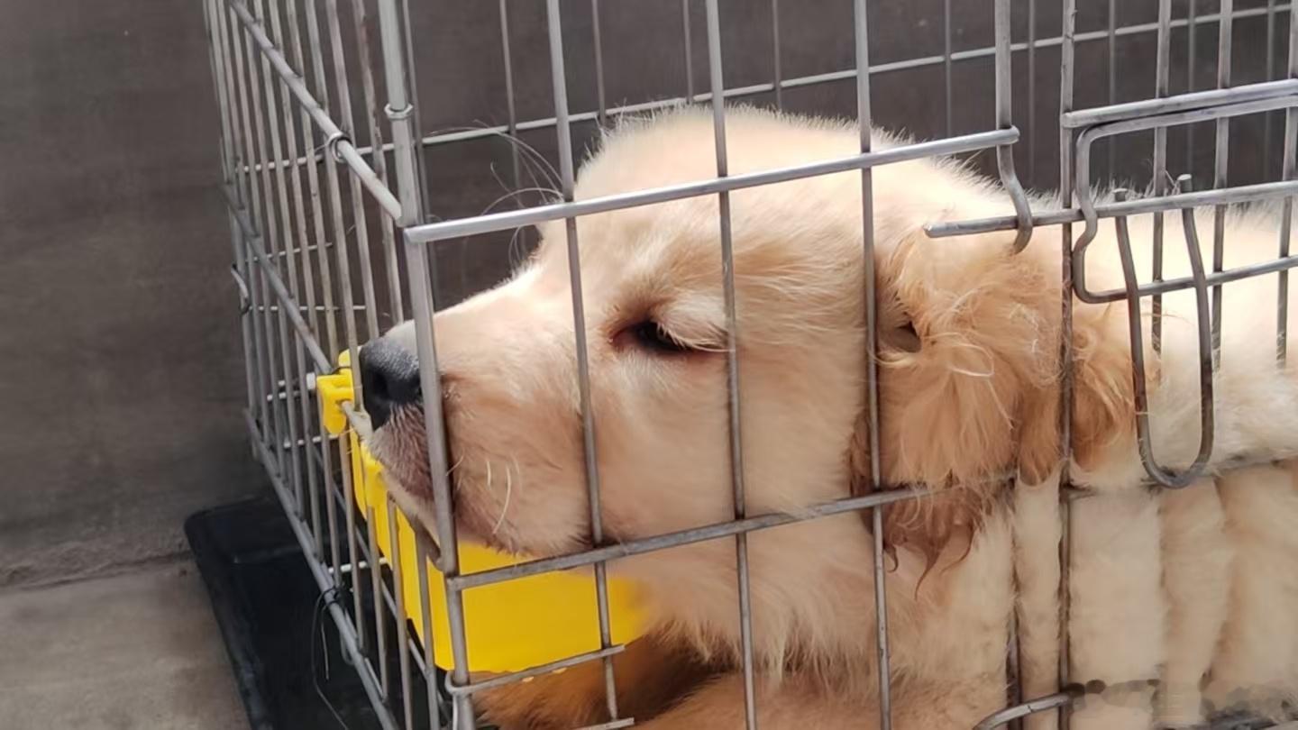 家犬小黄财金毛斯拉夫·玉米米·刻耳柏洛斯·阿尔弗雷德·咪咪一个经过八人赐福的名字