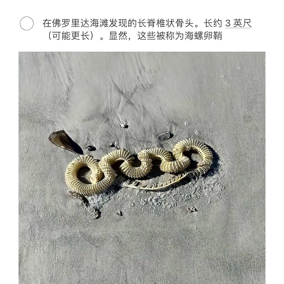 在佛罗里达海滩发现的神秘长脊椎骨，海螺卵壳的奇妙发现！
