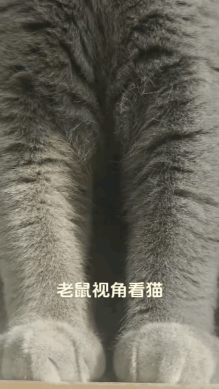 终于知道老鼠为什么这么害怕猫了。