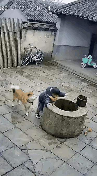 [[祈祷][狗头]万物㫮有灵，它救了小宝宝一命[狗头][祈祷]]带孙子