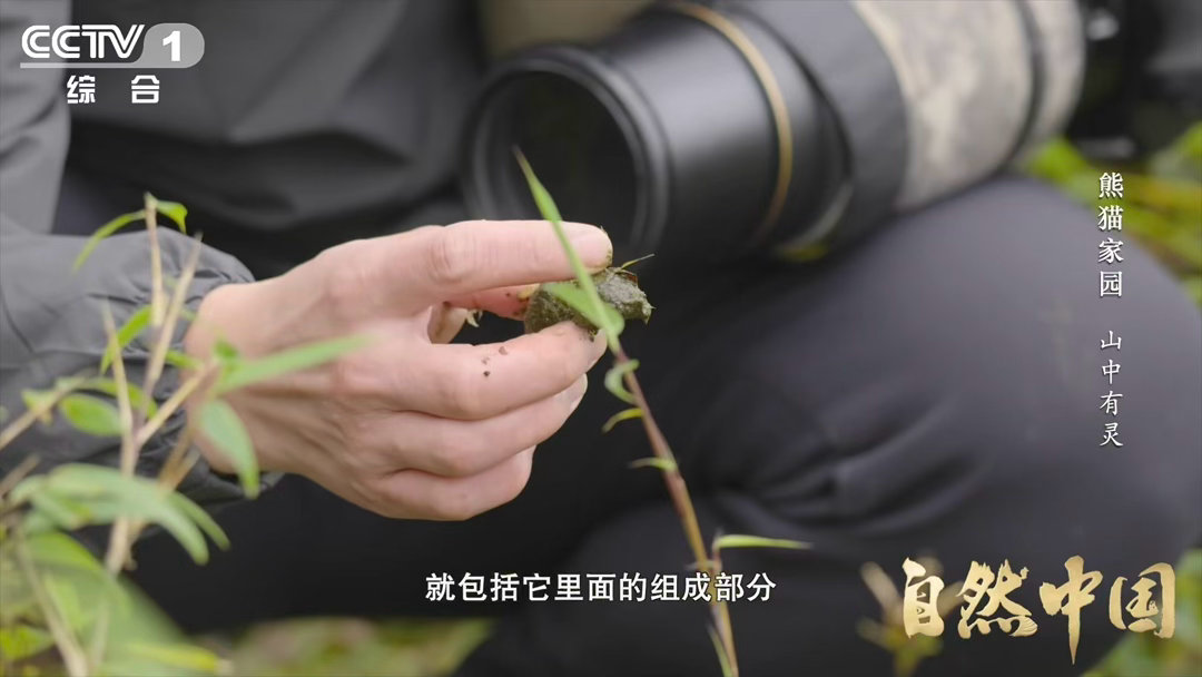 小熊猫的便便是清新竹叶香小熊猫在苔藓睡觉的原因小熊猫睡觉要挑苔藓床，不是矫情，
